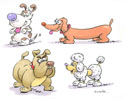 animal illustrations